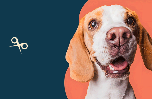 吉羽寵物剪刀logo設計[標志制作]