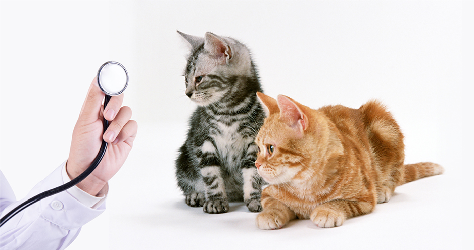 華新百順寵物醫(yī)療宣傳頁(yè)設(shè)計(jì)[畫冊(cè)設(shè)計(jì)]★早晨設(shè)計(jì)★張家港,江陰,太倉(cāng),昆山,常熟,靖江,南通,如皋,靖江,如東,海門,海安,蘇州,無(wú)錫,宜興企業(yè)畫冊(cè)設(shè)計(jì)，專業(yè)宣傳冊(cè)和樣本畫冊(cè)設(shè)計(jì)公司